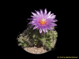 Thelocactus leucacanthus 1546